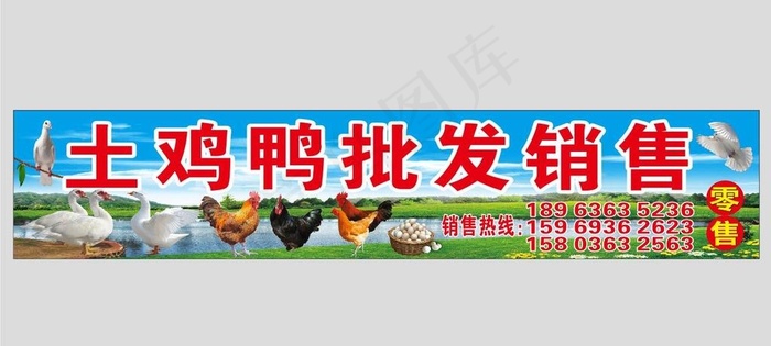 土鸡鸭广告  鸡鸭招牌  鸽子图片