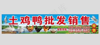 土鸡鸭广告  鸡鸭招牌  鸽子图片