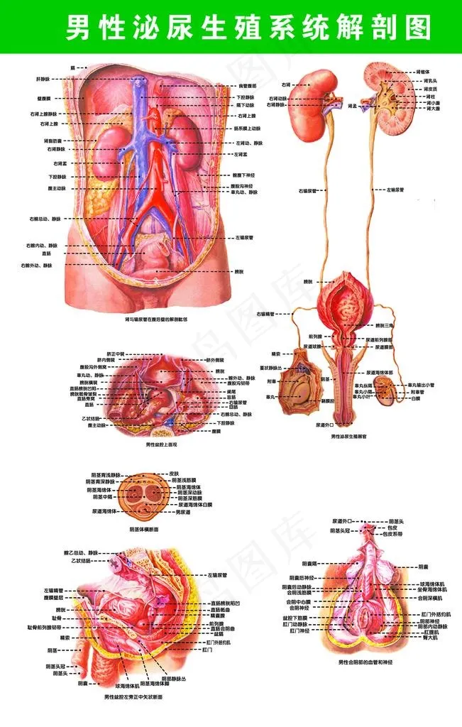 男性泌尿生殖系统解剖图图片psd模版下载