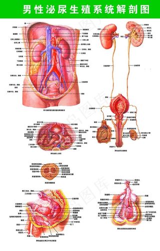 男性泌尿生殖系统解剖图图片