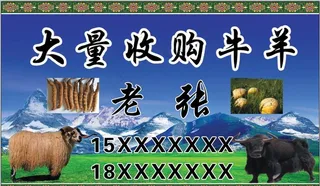 收购牛羊名片图片