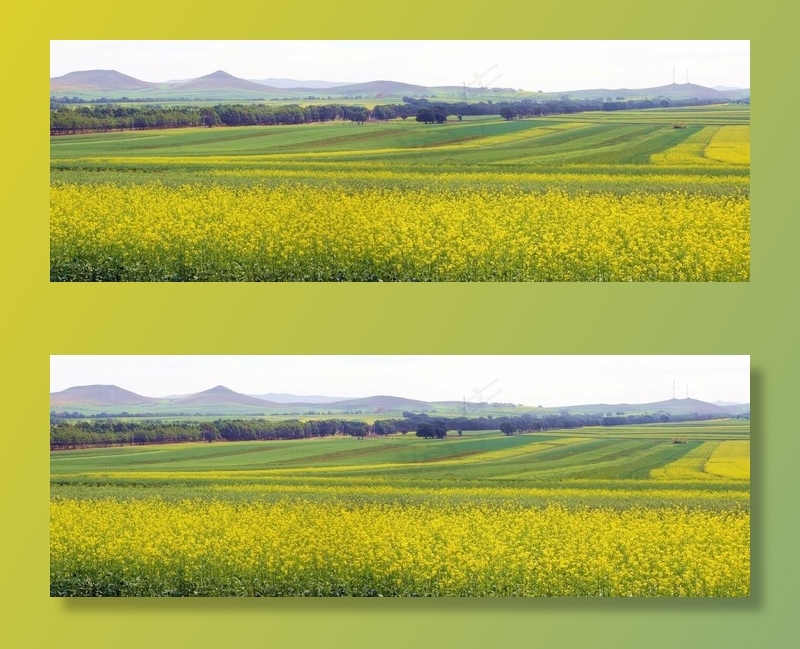 油菜花儿图片