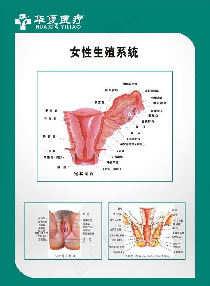 妇科 图谱 生殖系统图片cdr矢量模版下载