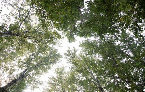 树林图片 树林图片