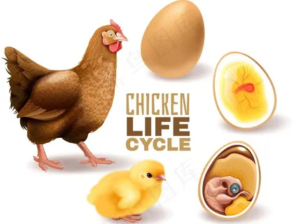 鸡蛋孵化小鸡过程图片
