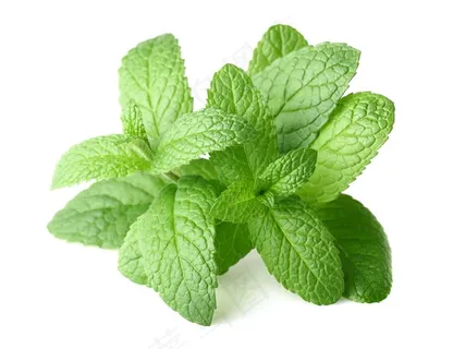 薄荷图片 薄荷图片