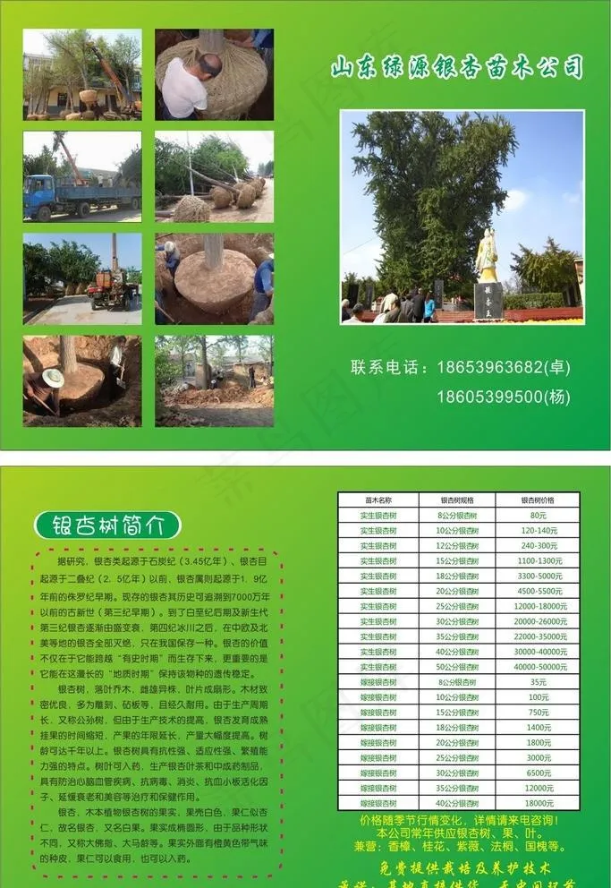 银杏树苗木宣传彩页图片cdr矢量模版下载
