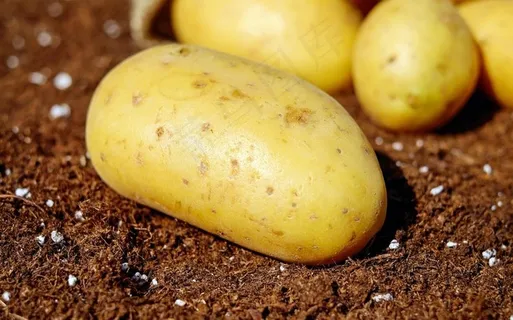 土豆图片 土豆图片