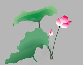 荷花矢量图图片
