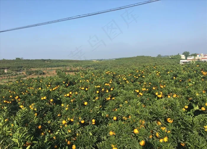金堂脐橙 脐橙果园 脐橙基地图片