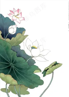 荷花图片 荷花图片