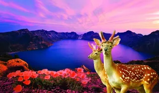 天池梅花鹿图片