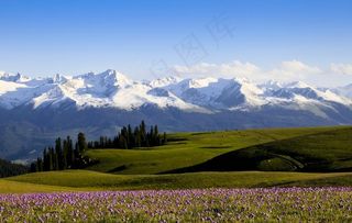 雪山下的草原图片