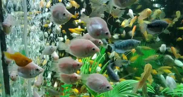 海族馆图片