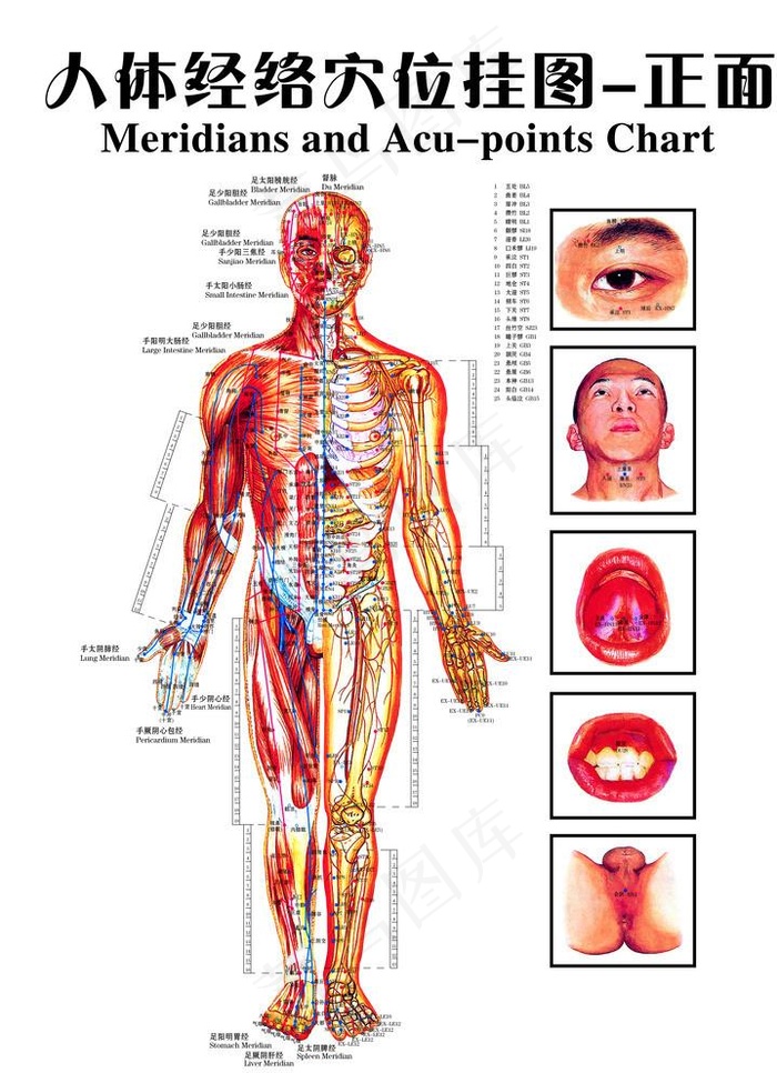 人体经络穴位图正图片