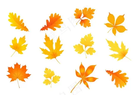 枫叶图片 枫叶图片