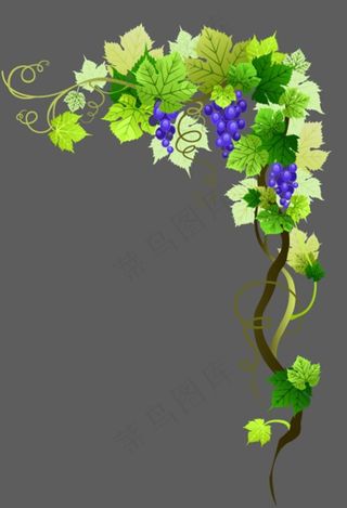 矢量葡萄藤图片