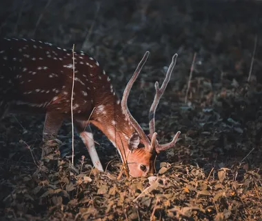 梅花鹿图片 梅花鹿图片