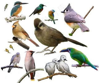 各种鸟的素材图片
