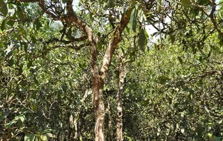 普洱古茶树图片