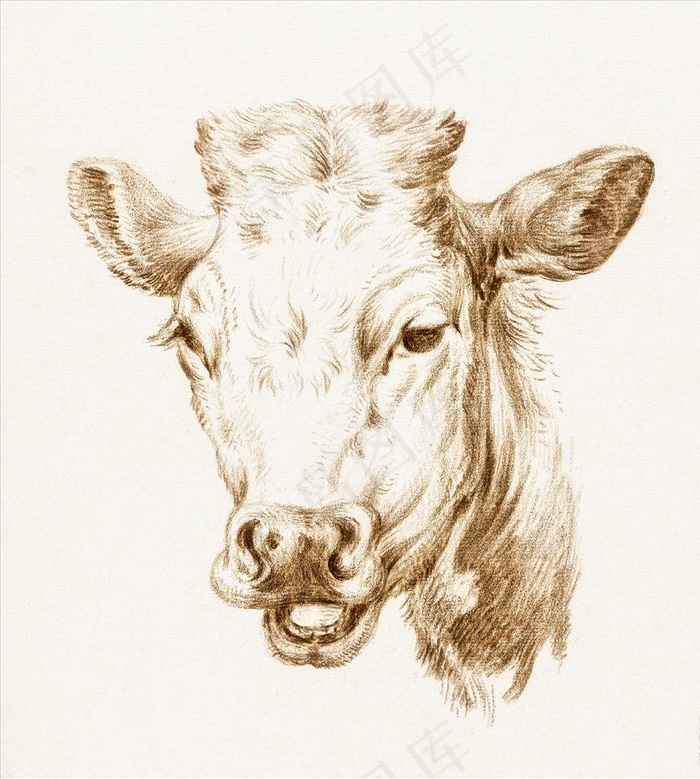 牛头素描图片
