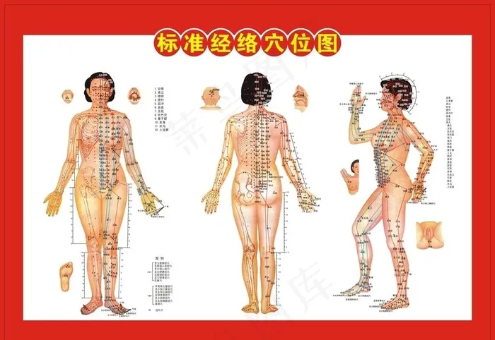 标准经络穴位图图片cdr矢量模版下载