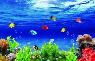 鱼缸背景图片