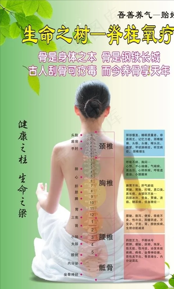 肩颈图片cdr矢量模版下载