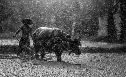 农民图片 农民图片