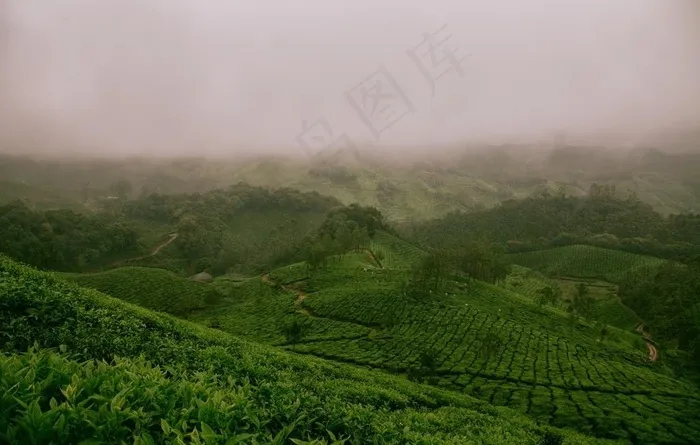 茶园茶山图片
