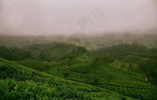 茶园茶山图片