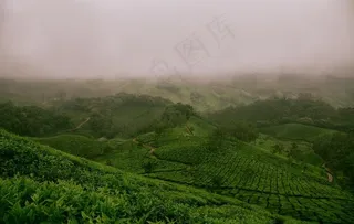 茶园茶山图片