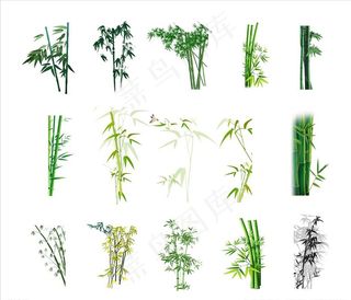 竹子图片