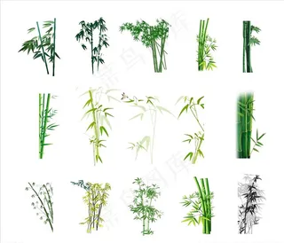 竹子图片