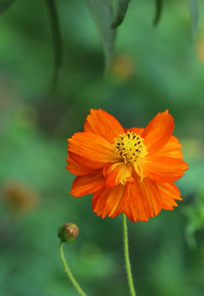 硫华菊图片