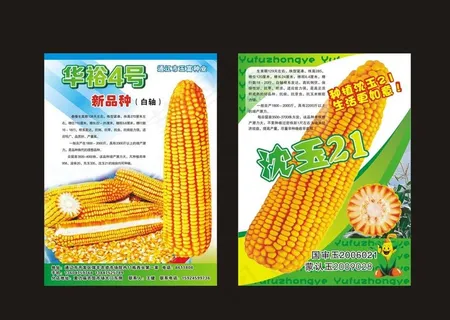 玉米彩页图片