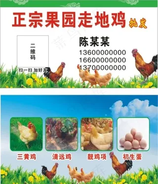 鸡名片图片