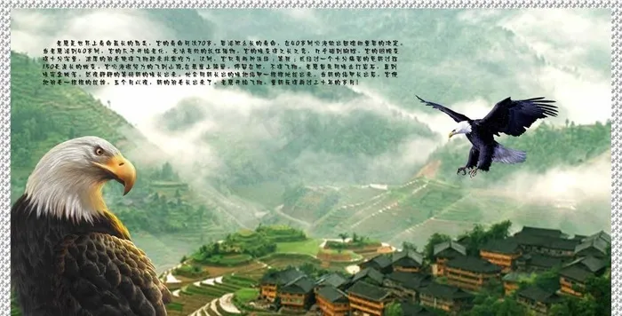 老鹰图片cdr矢量模版下载