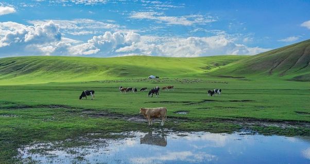 呼伦贝尔草原河边的牛群图片