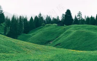 森林草原图片
