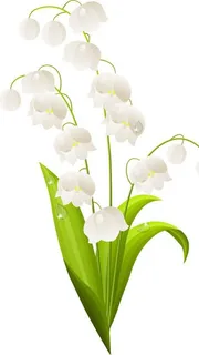 铃兰花矢量图图片