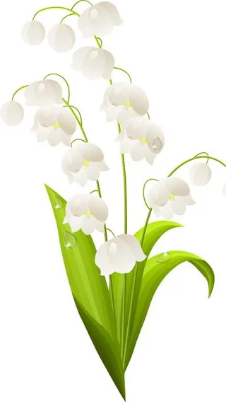 铃兰花矢量图图片