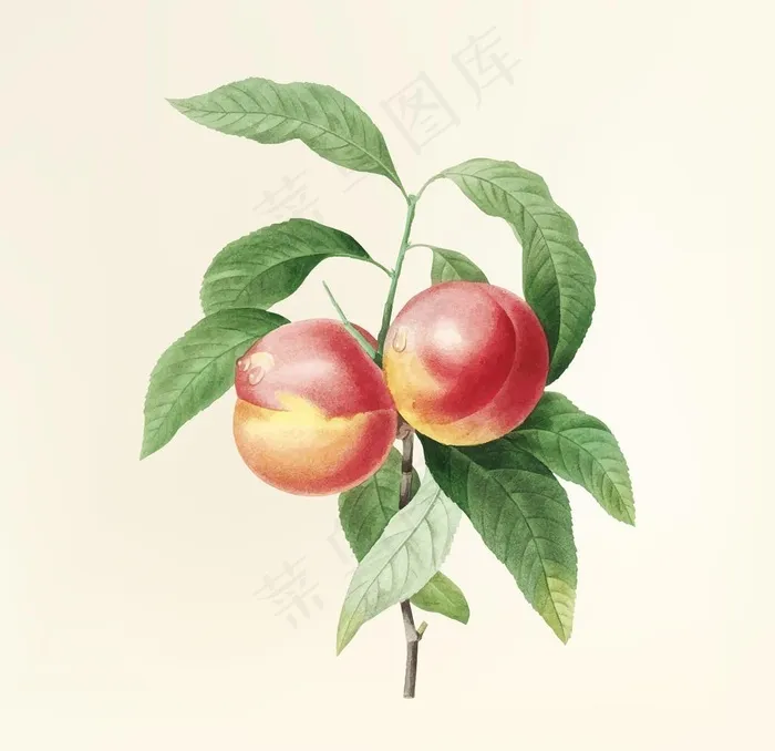 桃子图片eps,ai矢量模版下载