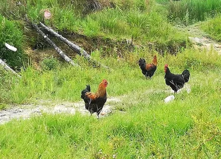黑鸡 鸡 土鸡 农村鸡图片