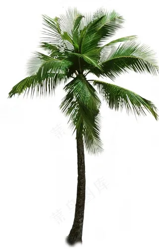 椰子树图片