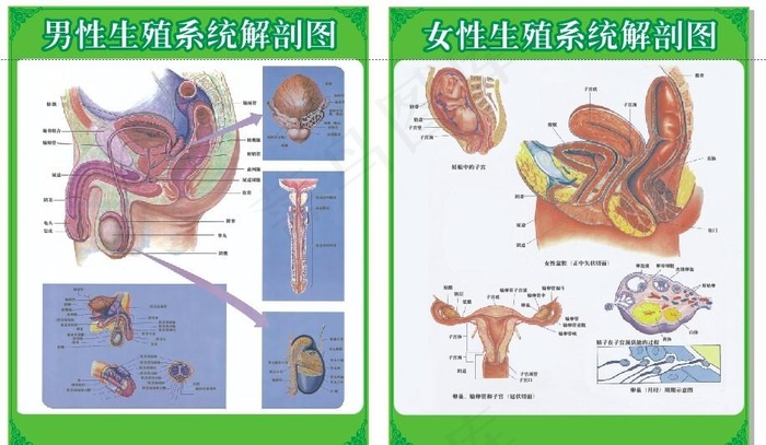 男女性生殖器官解剖图图片