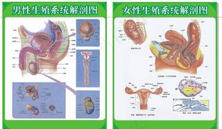 男女性生殖器官解剖图图片