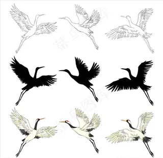 丹顶鹤插画图片