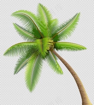 椰树图片