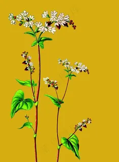 荞麦图片 荞麦图片